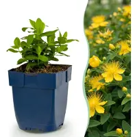 Green Boutiq - Vasteplant - Hypericum calycinum - Sint-Janskruid - Bijen- en vlinderlokkers - Geel - 12 Planten - Pot 11cm - Hoogte 15-25cm
