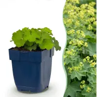 Green Boutiq - Vasteplant - Alchemilla mollis - Vrouwenmantel - Bodembedekkend - Geel - 24 Planten - Pot 11cm - Hoogte 15-25cm
