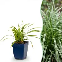 Green Boutiq - Grassen - Carex morrowii Ice Dance - Japanse Zegge - Groenblijvend - Creme-Groen - 12 Planten - Pot 11cm - Hoogte 15-25cm