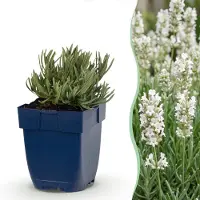 Green Boutiq - Vasteplant - Lavandula ang. Edelweiss - Lavendel - Geurend - Wit - 6 Planten - Pot 11cm - Hoogte 15-25cm