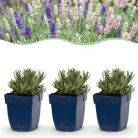 Green Boutiq - Vasteplant - Lavandula Tricolour - Lavendel - Geurend - Blauw - Roze - Wit - 12 Planten - Pot 11cm - Hoogte 15-25cm