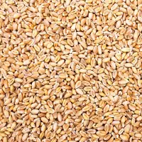 Petigi 10 kg Gereinigd Tarwe Kippenvoer Pluimveevoer Voer Tarwe Enkelvoudig Voer Vogelvoer Oogst 2025 DML