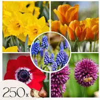 Plant in a Box Kleurrijke bloembollen - Set van 250 - Tulipa, Anem. Narcis. Allium, Muscari