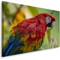 Karo-art Schilderij - Kleurrijke Ara in de Natuur, Premium Print