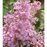 Arborix Syringa 'Josee' - Sering;Dwergsering 40-60 cm pot