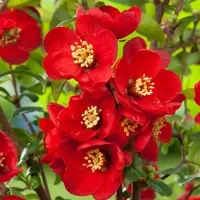 Arborix Chaenomeles Superba 'Nicoline' - Dwergkwee 30-40 cm in pot