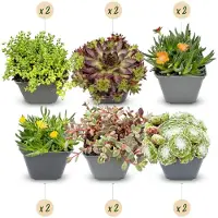 Green Boutiq - 12x Alpine mix - Alpenplanten mengsel - Diversen - Vaste plant - Ø7cm - 10-12cm