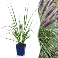 Green Boutiq - Grassen - Pennisetum alop. Black Beauty - Lampenpoetsergras - Met Pluim - Groen - 1 Plant - Pot 11cm - Hoogte 15-25cm