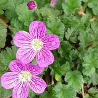 Arborix 6 x Erodium Variabile 'Bishop's Form ' - Reigersbek pot 9x9cm
