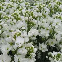Arborix 6 x Arabis caucasica 'Plena - Rijstebrij pot 9x9 cm