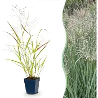 Green Boutiq - Grassen - Panicum virg. Heavy Metal - Prairiegraan - Met Pluim - Blauw - 6 Planten - Pot 11cm - Hoogte 15-25cm