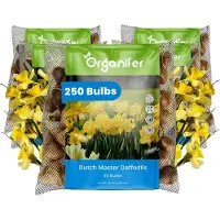 Organifer Narcissenbollen - 250 Bloembollen - Dutch Master - Goudgele Trompetbloemen -