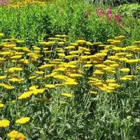 Arborix 6 x Achillea 'Coronation Gold' - Duizendblad pot 9x9cm - Gouden bloemen, geveerd blad