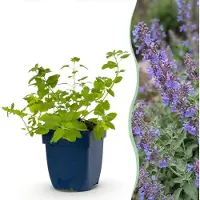 Green Boutiq - Vasteplant - Nepeta faassenii 'Six Hills Giant' - Kattenkruid - Bijen- en vlinderlokkers - Paars - 6 Planten - Pot 11cm - Hoogte 15-25cm