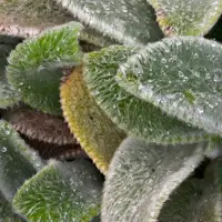 Arborix 6 x Stachys Byzantina 'Silver Carpet' - Ezelsoren pot 9x9cm