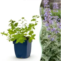 Green Boutiq - Vasteplant - Nepeta faassenii - Kattenkruid - Bijen- en vlinderlokkers - Paars - 24 Planten - Pot 11cm - Hoogte 15-25cm