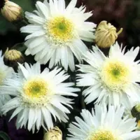 Arborix 6 x Leucanthemum 'Wirral Supreme' - Margriet Pot 9x9 cm - Grote Witte Bloemen