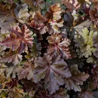 Arborix 3 x Heuchera 'Chocolate Ruffles' - Purperklokje pot 9x9cm