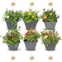 Green Boutiq - 24x Delosperma mix - IJsplantmix - Geel, Paars, Rood, Roze - Vaste plant - Ø7cm - 10-12cm
