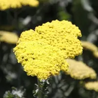 Arborix 6 x Achillea 'Moonshine' - Duizendblad pot 9x9cm - Gele bloemen, langbloeiend, aantrekkelijk voor vlinders