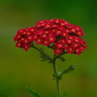 Arborix 6x Achillea millefolium 'Saucy Seduction' Pot 9x9cm - Prachtige bloeiende planten