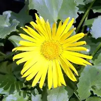 Arborix 6 x Doronicum Orientale 'Magnificum' - Voorjaarszonnebloem pot 9x9cm - Grote gele bloemen