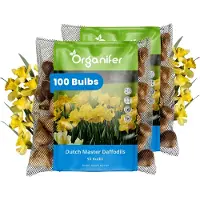 Organifer Narcissenbollen - 100 Bloembollen - Dutch Master - Goudgele Trompetbloemen -