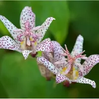 Arborix 6x Tricyrtis formosana Pot 9x9cm - Prachtige planten voor in de tuin