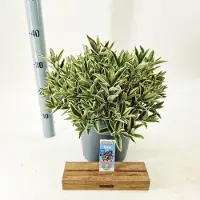 GRDplanten Hebe Donna Varia Wild Blue (Addenda) - Struikveronica | 30-40 cm in pot 5 liter
