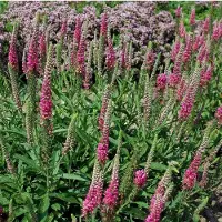 Arborix 6 x Veronica Spicata 'Rotfuchs' - Aarereprijs Pot 9x9 cm - Roodbloeiende Vaste Plant