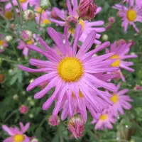Arborix 6 x Chrysanthemum 'Clara Curtis' - Margriet pot 9x9cm