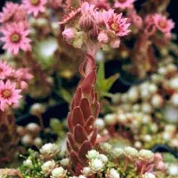 Arborix 6 x Sempervivum Arachnoideum - Spinnewebhuislook - Rozetten, zilverachtige draden, kleine witte bloemen