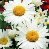 Arborix 6 x Leucanthemum 'Polaris' - Margriet pot 9x9 cm- Zomerse Witbloeiende Plant