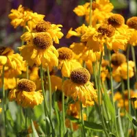 Arborix 6 x Helenium Bigelovii 'The Bishop' - Zonnekruid pot 9x9cm - Diepgele bloemen, lange bloeiperiode