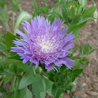Arborix 6 x Stokesia Laevis - Stokkruid pot 9x9cm