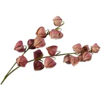 Silk-ka Kunstbloem Physalis - Lampionplant Tak - Zijden Bloem - Bruin - 79 cm