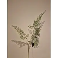 Daan Kromhout Zijde Bloem Asparagus - Groen - Kunst - 83 cm - Decoratie Bloemen