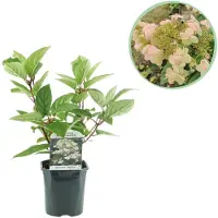 Green Boutiq - Pluim Hortensia - Hydrangea panniculata Wims Red - Bloem Wit Rood - 1 Plant - Bladverliezend - Grote Bloemen - Pot 17cm Hoogte 50cm
