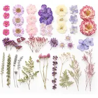 BOTC Natuurlijk Gedroogde Bloemen - Droogbloemen - 70 Stuks - Gypsophila Bloemen - Hars Nail Art - DIY Knutselen - Geperste Bloemen