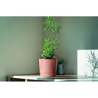 Prosperplast Tubo Beton Effect Pot met Schotel 40cm - Marengo