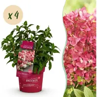 Green Boutiq - Tuinplant - Hydrangea panniculata Groundbreaker Ruby - Pluimhortensia - Winterhard - Rood - 4 Planten - Pot 14cm -Hoogte 20-25cm