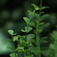 Maxifleur Kunstplanten Buxus Kunstplant Groen 50cm in kweekpot 12cm