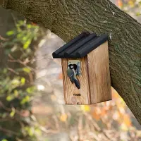 Cj Wildlife Robuust houten vogelhuisje voor koolmees | Geschikt voor: pimpelmees, zwarte mees, kuifmees, koolmees, boomklever |