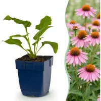 Green Boutiq - Vasteplant - Echinacea purp. Magnus - Zonnehoed - Bijen- en vlinderlokkers - Roze - 1 Plant - Pot 11cm - Hoogte 15-25cm
