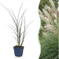 Green Boutiq - Grassen - Miscanthus sin. Gracillimus - Pampusgras - Met Pluim - Groen - 6 Planten - Pot 11cm - Hoogte 15-25cm