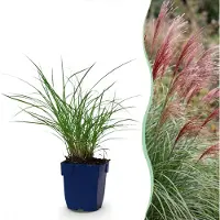 Green Boutiq - Grassen - Miscanthus sin. Red Chief - Pampusgras - Met Pluim - Groen - 24 Planten - Pot 11cm - Hoogte 15-25cm