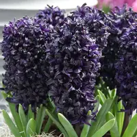 QFB Gardening Hyacint Midnight sky | Zwart | Paars | Hyacintenbollen