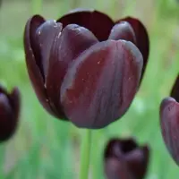 QFB Gardening Tulp Queen of Night | Enkel laat | Zwart | Paars | Tulpenbollen