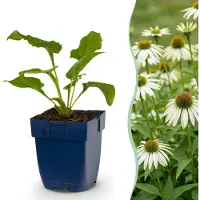 Green Boutiq - Vasteplant - Echinacea purp. Alba - Zonnehoed - Bijen- en vlinderlokkers - Wit - 24 Planten - Pot 11cm - Hoogte 15-25cm