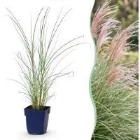 Green Boutiq - Grassen - Miscanthus sin. Morning Light - Pampusgras - Met Pluim - Zilver - 12 Planten - Pot 11cm - Hoogte 15-25cm